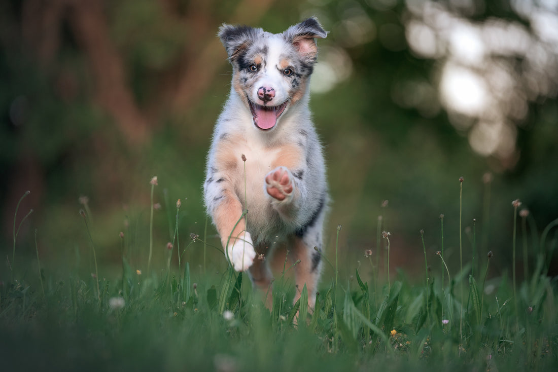 Alimentos para Cachorros: ¡Lo que Necesitas Saber!