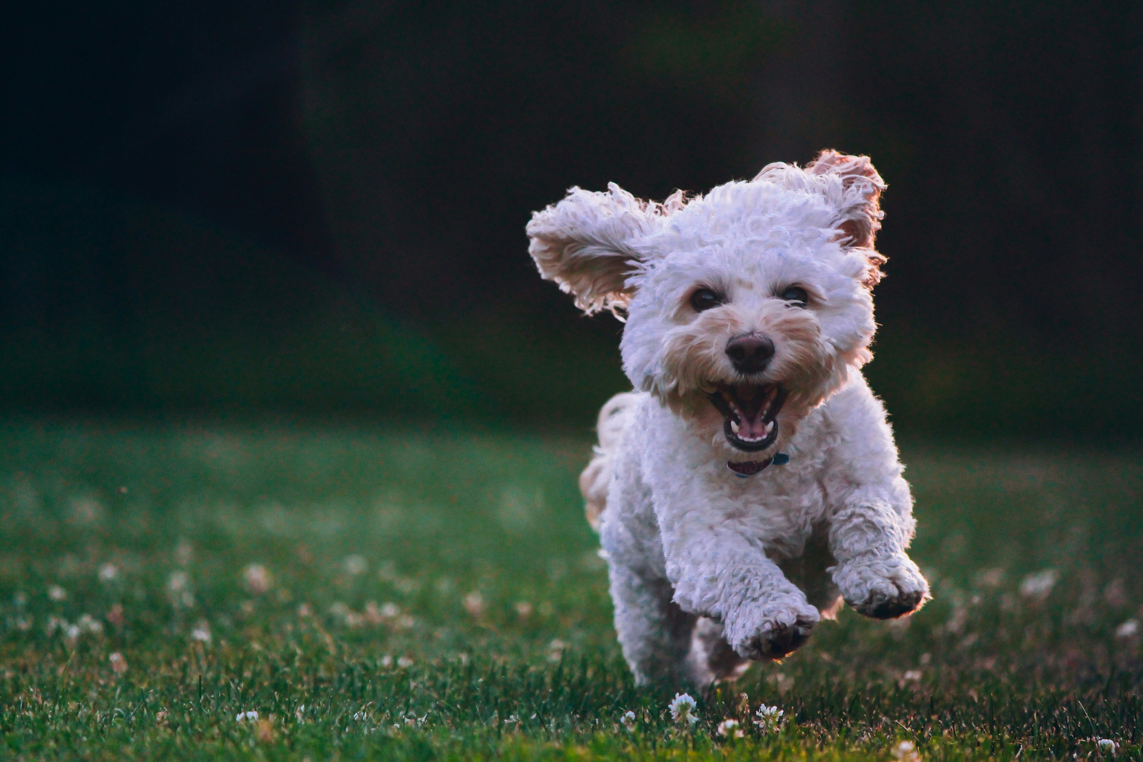 ¿Cómo mantener el peso ideal de tu perro con una dieta natural?
