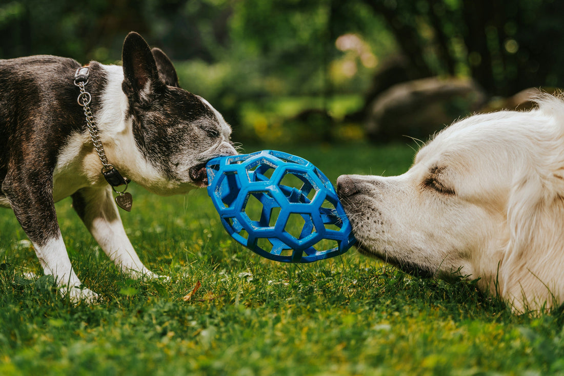 ¿Cuál es la mejor alimentación para mascotas activas y deportivas?