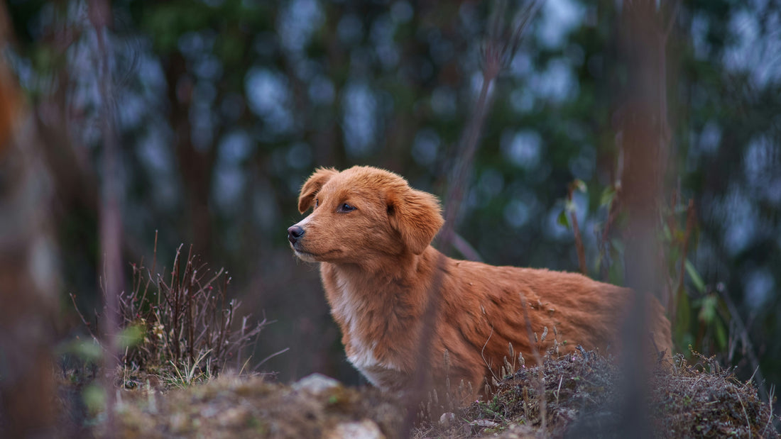 Guía de nutrición para Perros senior - Perros de la tercera edad