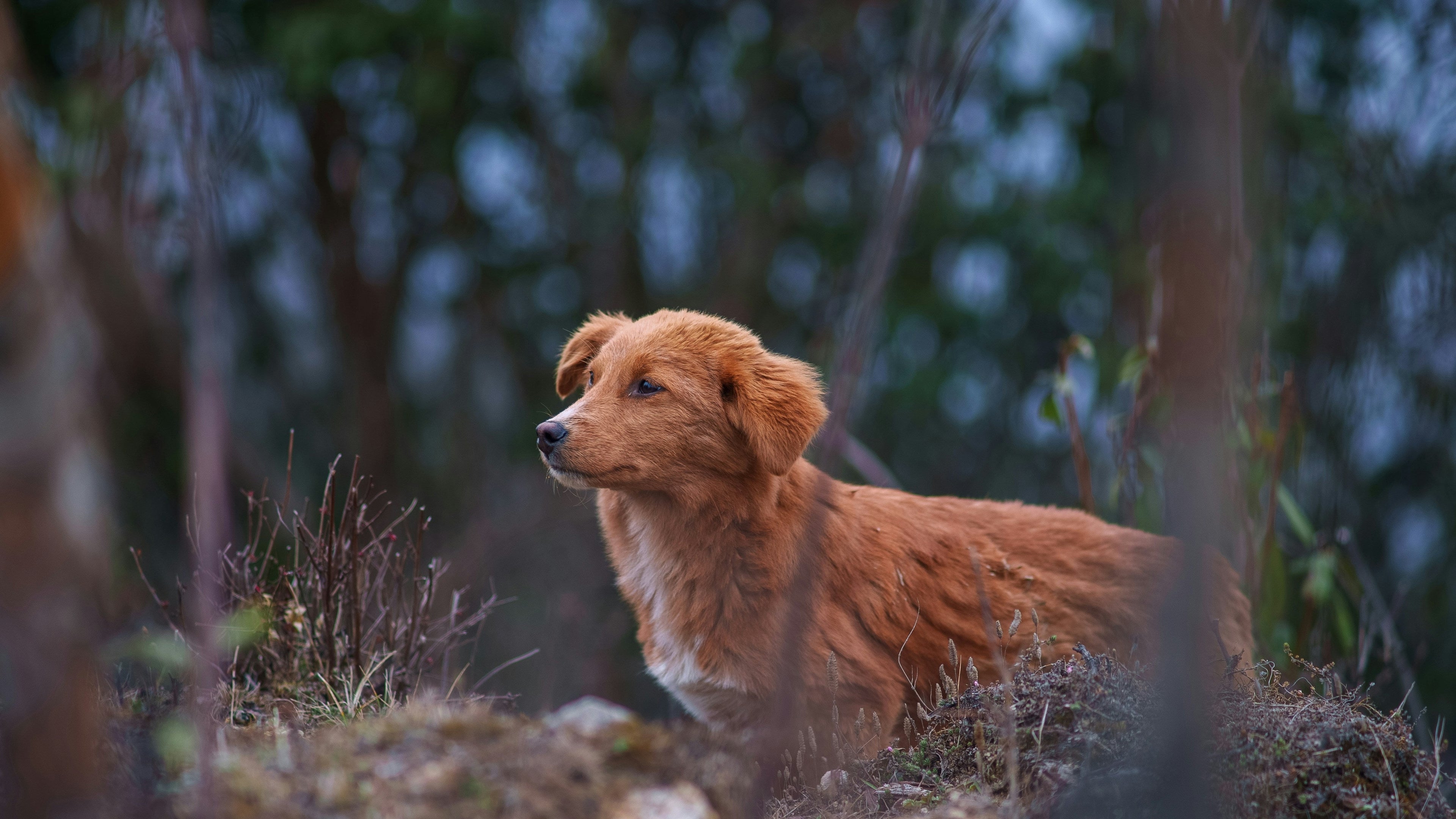 Guía de nutrición para Perros senior - Perros de la tercera edad
