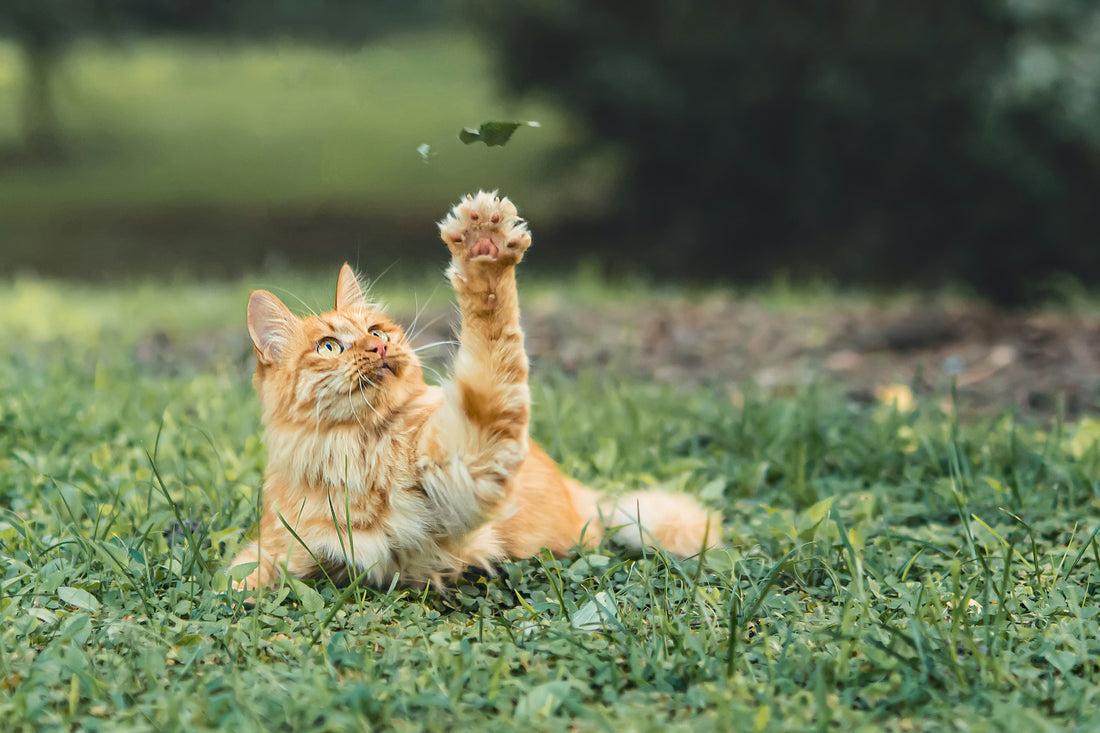 Guía de nutrición para Gatos Senior - Gatos de la tercera edad